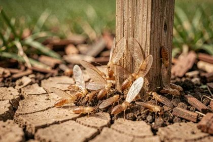 Essaim de termites ailées émergeant du sol fissuré d'un jardin résidentiel près d'un poteau en bois